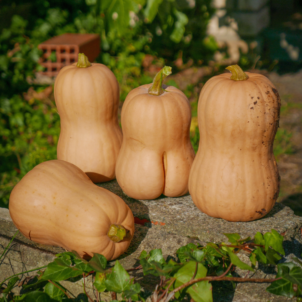 Semi Di Zucca Butternut Waltham Vilmorin - 10 Semi Artigianali Per Orto E Giardino