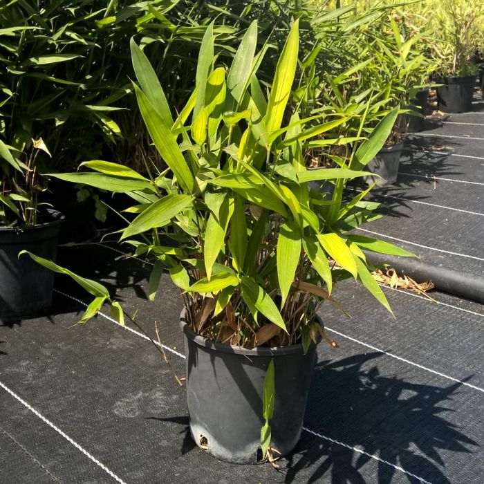 orbifolia calathea Calathea Orbifolia main image 0