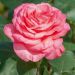 Rosa PANTHERE ROSE ® Meicapinal