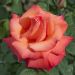 Rosa ad alberello CRISTOFORO COLOMBO ® Meironsse  - 160/170 cm Grandi Fiori