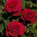 Rosa ad alberello BOTERO ® Meiafone  - 160/170 cm Grandi Fiori