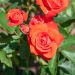 Rosa Orange Sensation