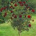 Rosa ad alberello Black BACCARA  ® Meidebenne - 160/170 cm Grandi Fiori