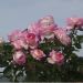 Rosa ad alberello PRINCESSE DE MONACO ® Meimagarmic - 160/170 cm Grandi Fiori
