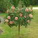Rosa ad alberello BOTTICELLI ® Meisylpho - 120/150 cm Fiori Raggruppati