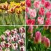 Collezione 40 Tulipani Trionfo