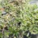 Arabis ferdinandii-coburgii ‘Variegata’ - Arabite variegata