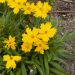 Coreopsis grandiflora Mayfield Giant 	