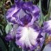 Iris a grandi fiori Acropole