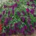 Buddleia Nahno Purple - Albero delle farfalle - Lillà dell'estate