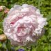Peonia erbacea lactiflora ibrida Sarah Bernhardt