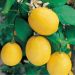 Limone Citrus Limon Meyer