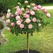 Rosa ad Alberello JUBILE DU PRINCE DE MONACO ® Meisponge - 120/150 cm Fiori Raggruppati