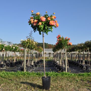 Rosier tige en pot de 6L Rosier tige en pot de 6L