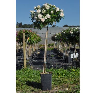 Rosier demi-tige en pot de 6L Rosier demi-tige en pot de 6L