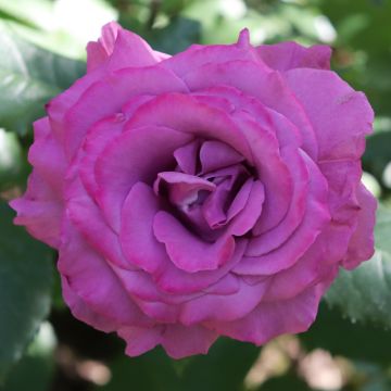 Rosa Claude Brasseur ® Meibriacus