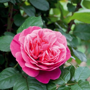 Rosa Line Renaud ® Meiclusif