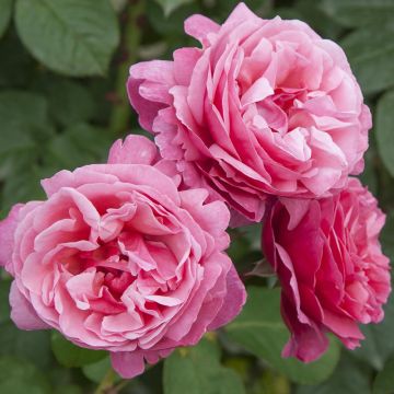 Rosa ad alberello Line Renaud ® Meiclusif