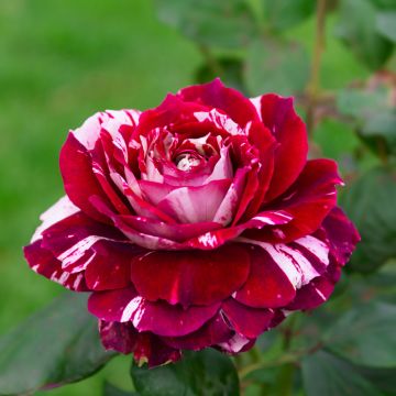 Rosa Julio Iglesias ® Meistemon