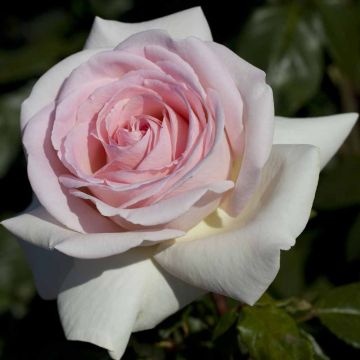 Rosa PRINCE JARDINIER ® Meitroni