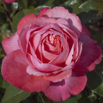 Rosaio Candy Love ® Meikolyma Rosaio Candy Love ® Meikolyma