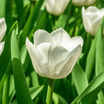 Tulipe Triomphe Royal Virgin Tulipe Triomphe Royal Virgin
