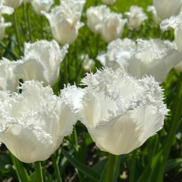 Tulipe dentelle Honeymoon Tulipe dentelle Honeymoon
