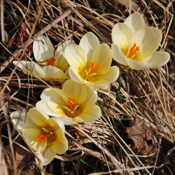 Crocus botanique romance Crocus botanique romance