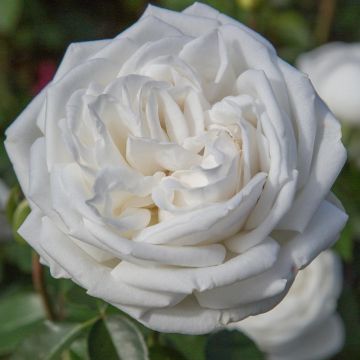 Rosaio Pierre Arditi ® Meicalanq