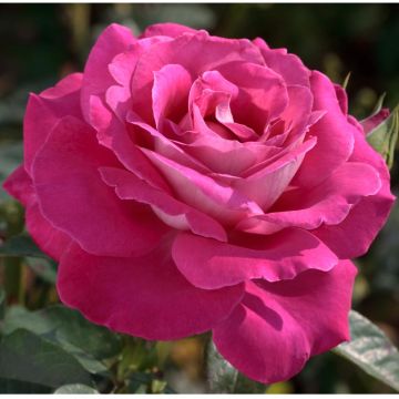 Rosa Baronne de Rothschild ® Meigriso Rosa Baronne de Rothschild ® Meigriso