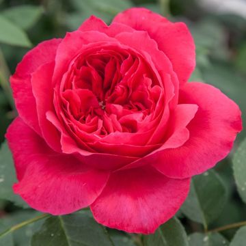 Rosier Ruban Rouge ® Meiprehmyr