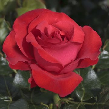 Rosa MAGALI ® Meiposyton Rosa MAGALI ® Meiposyton