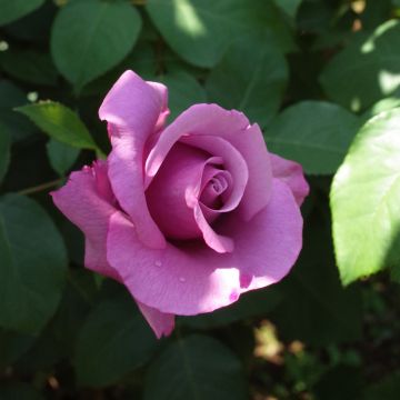 Rosa Charles de Gaulle ® Meilanein