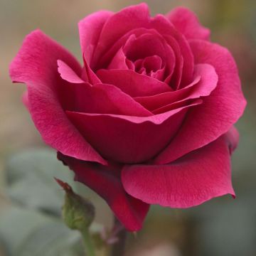 Rosa Charlotte Rampling ® Meihirvin Rosa Charlotte Rampling ® Meihirvin