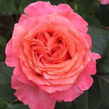 Rosa Rene Goscinny ® Meifrypon