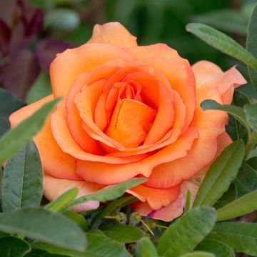 Rosa Louis de Funès ® Meirestif