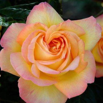 Rosa Mme A. Meilland