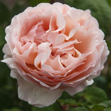 Rosier Princesse Charlène de Monaco ® Meidysouk