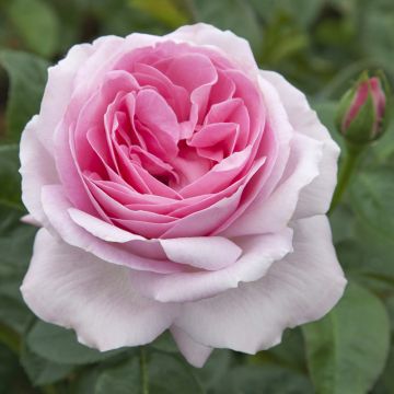 Rosier Pink Eureka ® Meiagadou