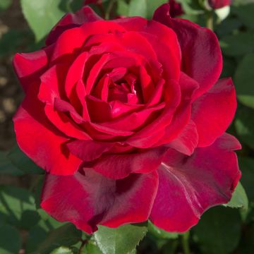 Rosa Jubilé PAPA MEILLAND ® Meiceazar