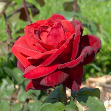 Rosa Mister Lincoln Rosa Mister Lincoln