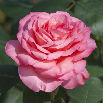 Rosa Panthere Rose ® Meicapinal