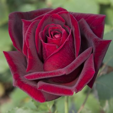 Rosa PAPA MEILLAND ® Meicesar