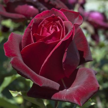 Rosa ad alberello Papa Meilland ® Meicesar