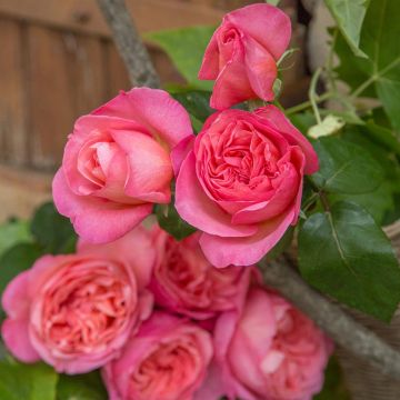 Rosa Mademoiselle MEILLAND ® Meinostair