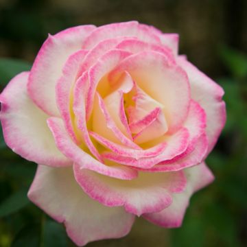 Rosa Princesse de Monaco ® Meimagarmic