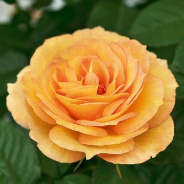 Rosa Summertime ® Meipiokou