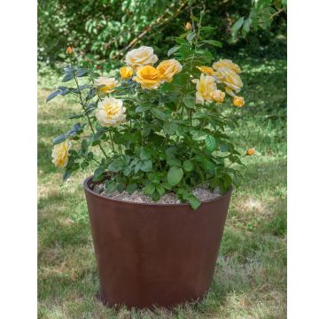 Rosier summertime dans pot rond green amsterdam Rosier summertime dans pot rond green amsterdam