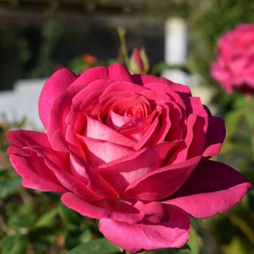 Rosa Velasquez ® Meimirtylus