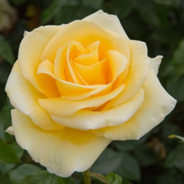 Rosa Raffaello ® Meikanaro Rosa Raffaello ® Meikanaro
